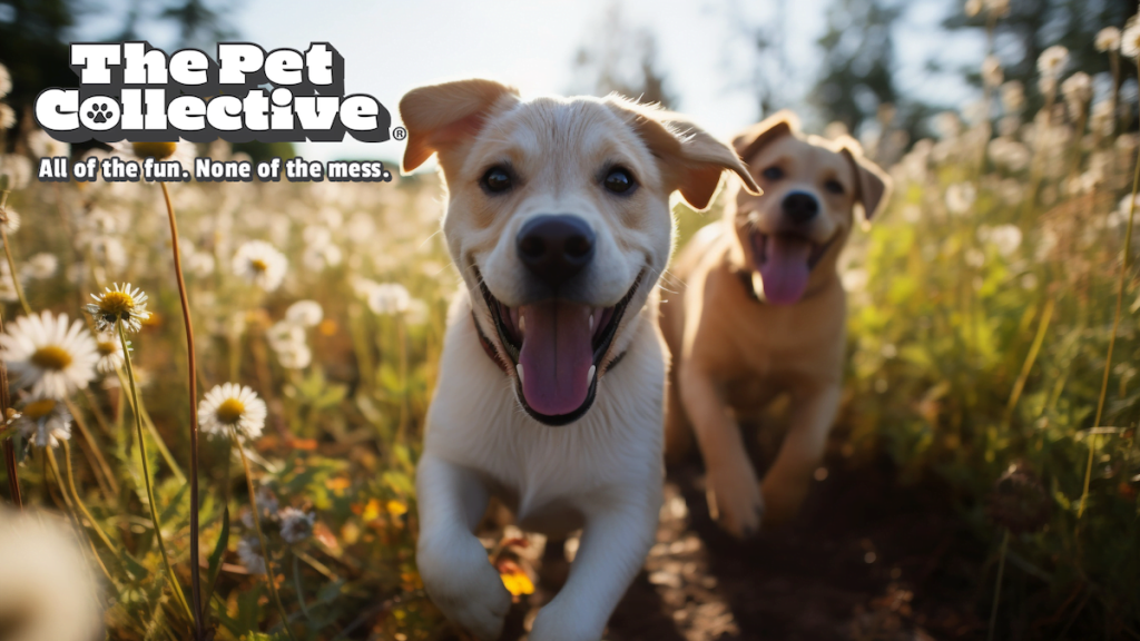 The Pet Collective’s 45 Million Fans Gain New Web3 Access with Theta