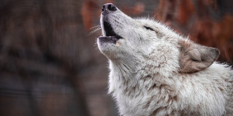 ‘Wolf Game’ Halted After Solana Relaunch Prompts Backlash